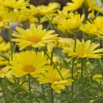 Argyranthemum 'Sunlight' (040906)