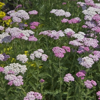 Achillea millefolium 'Oertel's Rose' (040915)