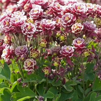 Aquilegia vulgaris Winky 'Double Red & White' (040919)