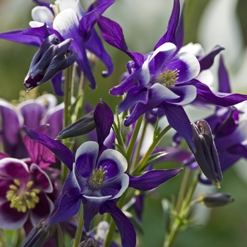 Aquilegia vulgaris Winky 'Blue & White' (040921)