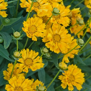 Coreopsis grandiflora 'Jethro Tull' (040926)