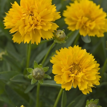 Coreopsis grandiflora 'Early Sunrise' (040929)