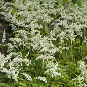 Astilbe x arendsii 'Bridal Veil®' (040930)