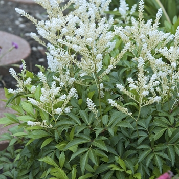 Astilbe rhizomatous 'Deutschland' (040931)