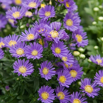 Aster novi-belgii 'Celeste' (040935)