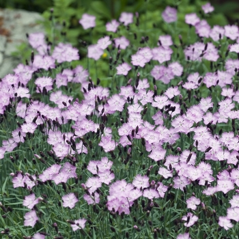 Dianthus gratianopolitanus 'Bewitched' (040939)