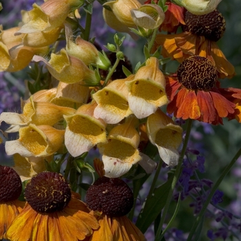 Digitalis 'Spice Island' (040942)