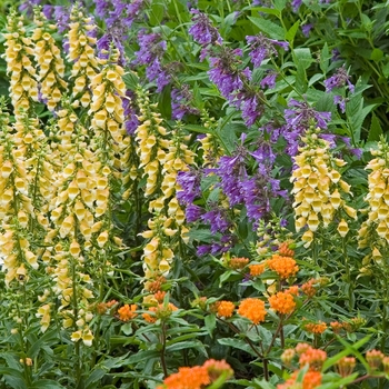 Digitalis 'Spice Island' (040944)