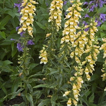 Digitalis 'Spice Island' (040945)