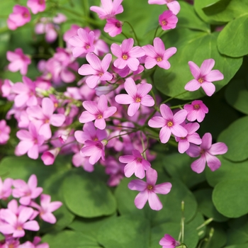 Oxalis rosea '' (040948)