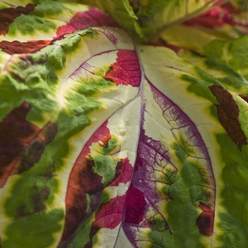 Coleus scutellarioides Kong® 'Mosaic' (040955)