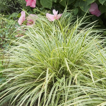 Carex morrowii 'Goldband' (040957)