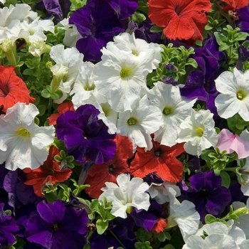 Petunia Dreams™ 'Patriot Mix' (040971)