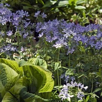 Phlox divaricata ssp. laphamii '' (040972)