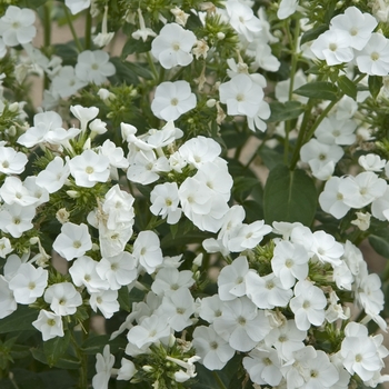 Phlox paniculata 'Junior Fountain' (040973)