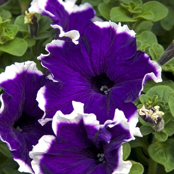 Petunia 'Hulahoop Blue' (040977)