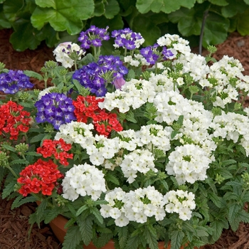 Verbena Quartz 'Patriot Mix' (040980)