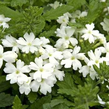 Verbena Obsession™ 'White' (040983)