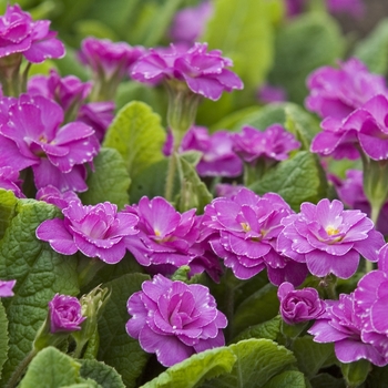 Primula auricula 'Marie Crousse' (040987)