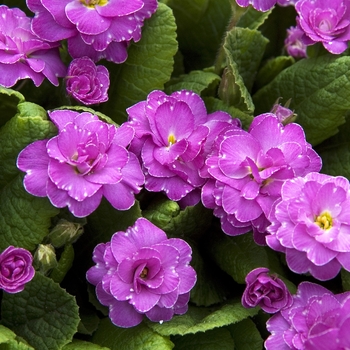 Primula auricula 'Marie Crousse' (040988)