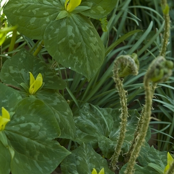 Trillium sessile '' (040992)