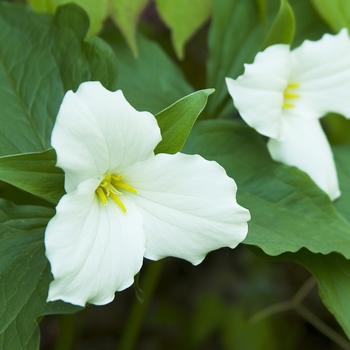 Trillium grandiflorum '' (040993)