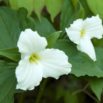 Trillium grandiflorum '' (040994)