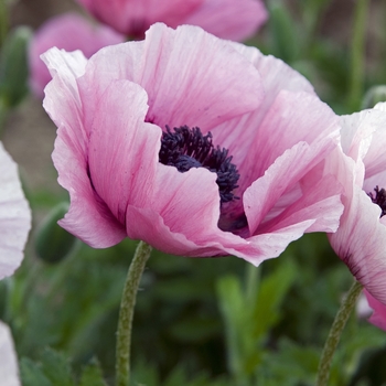 Papaver orientale 'Papillon®' (041001)