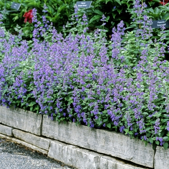 Nepeta racemosa 'Walker's Low' (041005)