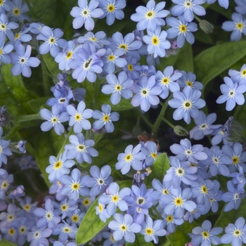 Myosotis sylvatica 'Royal Blue Compact' (041029)