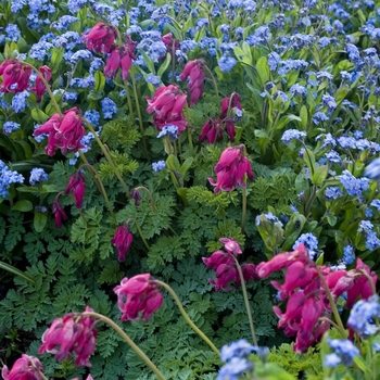 Myosotis sylvatica 'Royal Blue Compact' (041031)