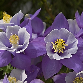 Aquilegia caerulea Origami™ 'Blue & White' (041044)