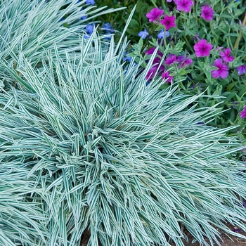 Arrhenatherum bulbosum 'Variegatum' (041052)