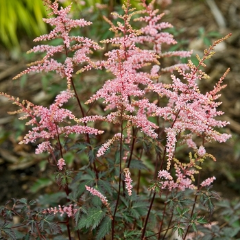 Astilbe simplicifolia 'Key Biscayne' (041057)