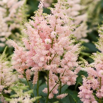 Astilbe x arendsii 'Erica' (041058)