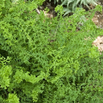 Athyrium filix-femina 'Encourage' (041060)