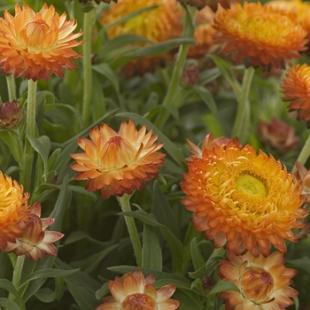 Bracteantha bracteata 'Wallaby Orange Blaze' (041076)