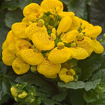 Calceolaria 'Cinderella Yellow' (041081)