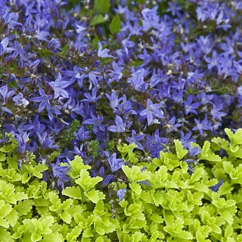 Campanula poscharskyana 'Blue Waterfall™' (041091)