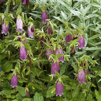 Campanula punctata 'Bowl of Cherries' (041095)