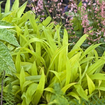 Carex siderosticha 'Lemon Zest' (041103)