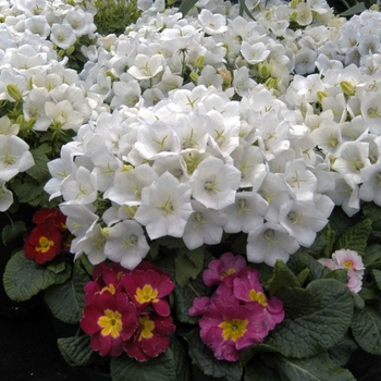 Campanula carpatica 'White Clips' (041104)