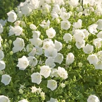 Campanula carpatica 'White Clips' (041105)