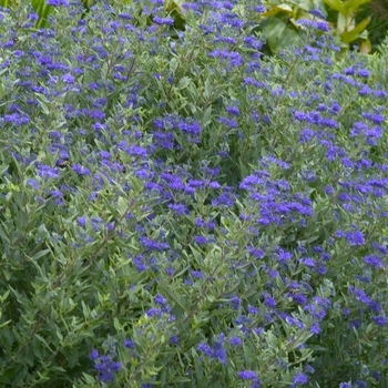 Caryopteris x clandonensis 'First Choice' (041107)