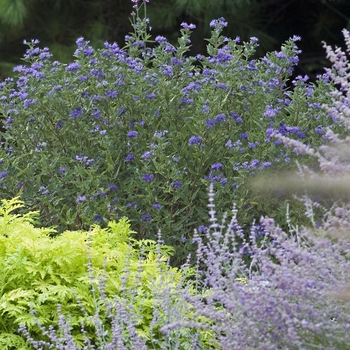 Caryopteris x clandonensis 'First Choice' (041108)