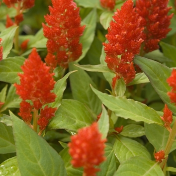 Celosia argentea 'Castle Scarlet' (041115)