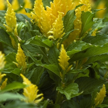 Celosia argentea plumosa 'Fresh Look Gold' (041116)