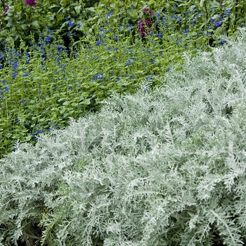 Centaurea cineraria 'Colchester White' (041117)