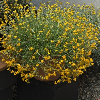 Chrysocephalum apiculatum 'Flambe® Orange' (041118)