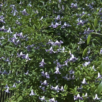 Clematis 'Betty Corning' (041119)